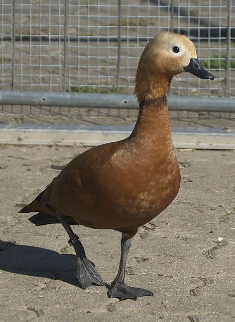 于战术层面